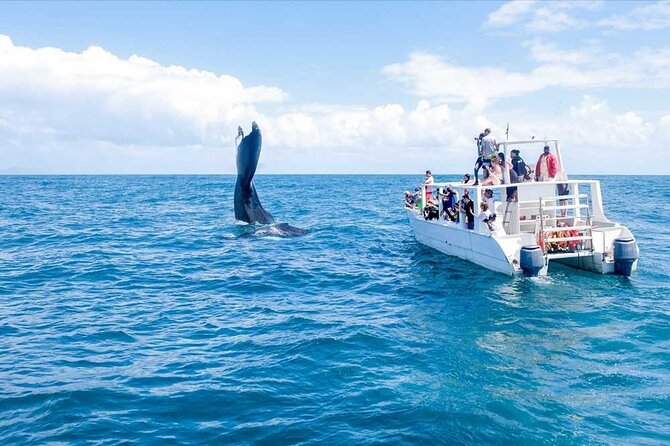 Whale Watching Tour in Samana - Key points at a glance