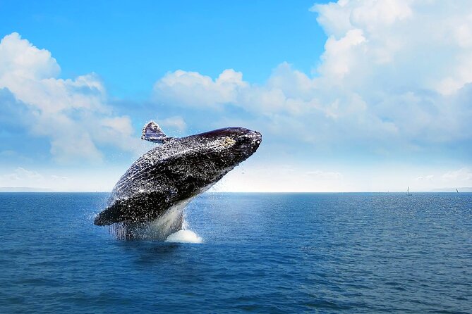 Whale Watching Tour in Samana - Why Samana Bay is the real star