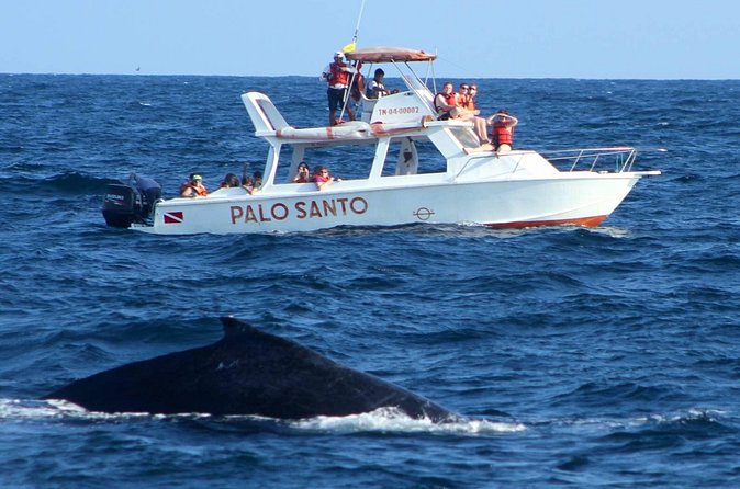 Whale Watching Tour in Samana - Practical booking advice