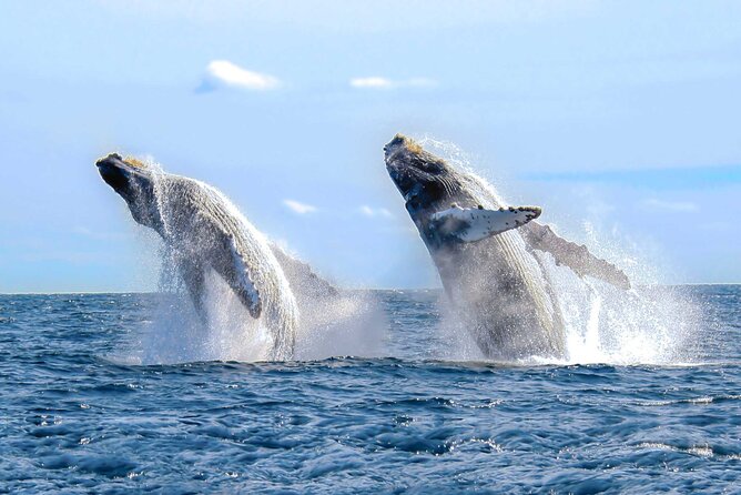 Whale Watching Tour in Samana Bay from Las Terrenas - Key points at a glance