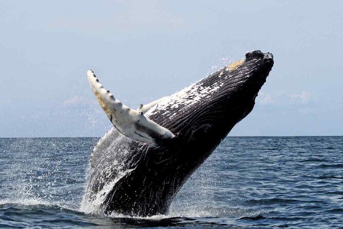 Whale Watching Tour in Samana Bay from Las Terrenas - What the $125 price really covers