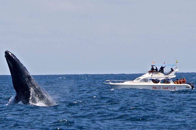 Whale Watching Tour in Samana Bay from Las Terrenas - Timing, weather, and how to prepare
