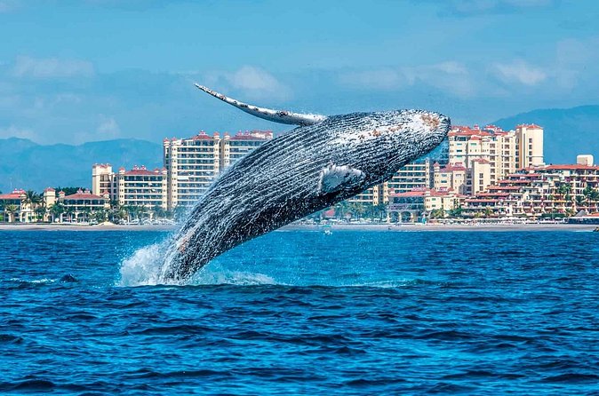 Whale Watching Tour in Samana Bay from Las Terrenas - Who will enjoy this day most?