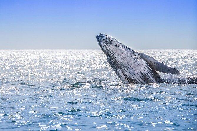 Whale Watching Tour in Samana Bay from Las Terrenas - Cayo Levantado and the long beach portion