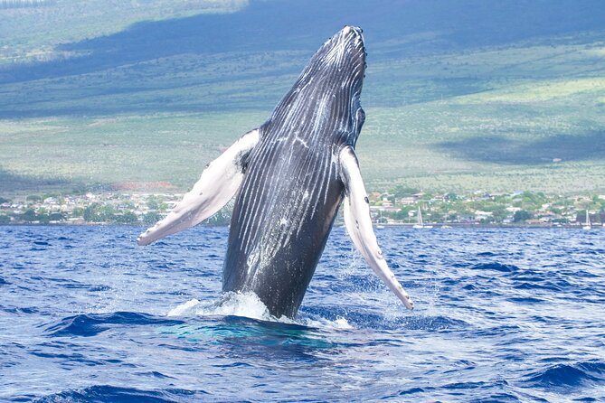 Whale Watching Tour on a Charming Hawaiian Catamaran From Maalaea - Key details before you book