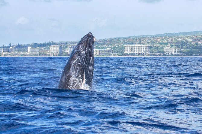 Whale Watching Tour on a Charming Hawaiian Catamaran From Maalaea - Hearing whale songs through the hydrophone