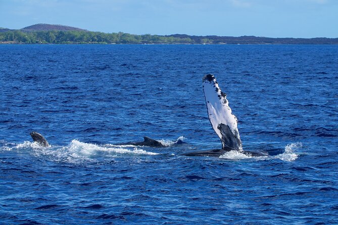 Whale Watching Tour on a Charming Hawaiian Catamaran From Maalaea - Views beyond the whales