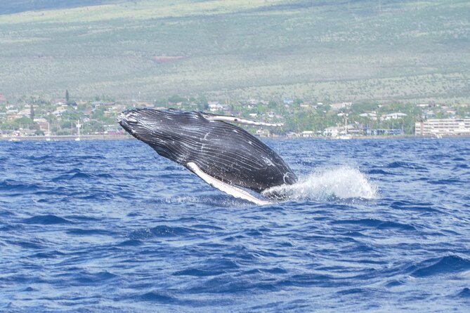 Whale Watching Tour on a Charming Hawaiian Catamaran From Maalaea - Snacks, drinks, and the onboard rhythm