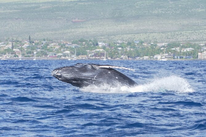 Whale Watching Tour on a Charming Hawaiian Catamaran From Maalaea - Who will enjoy this catamaran most