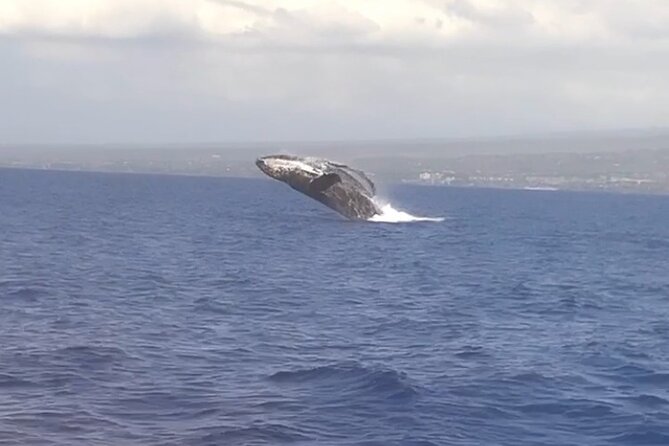Whale Watching Tour on a Charming Hawaiian Catamaran From Maalaea - The first sightings can come quickly