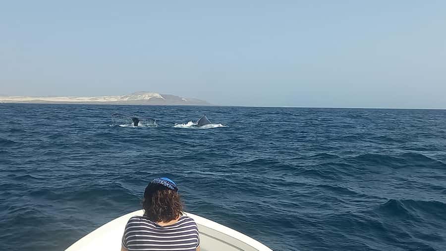 Whale watching tour SEASONAL - Key points to know before booking