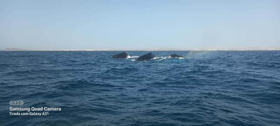 Whale watching tour SEASONAL - Why Boa Vista is a special place for whales