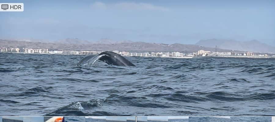 Whale watching tour SEASONAL - What happens from pickup to open water