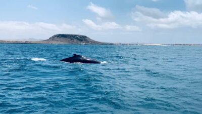 Whale watching tour SEASONAL