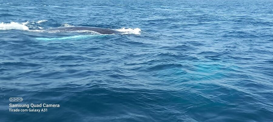 Whale watching tour SEASONAL - The best and hardest part: no guaranteed sighting