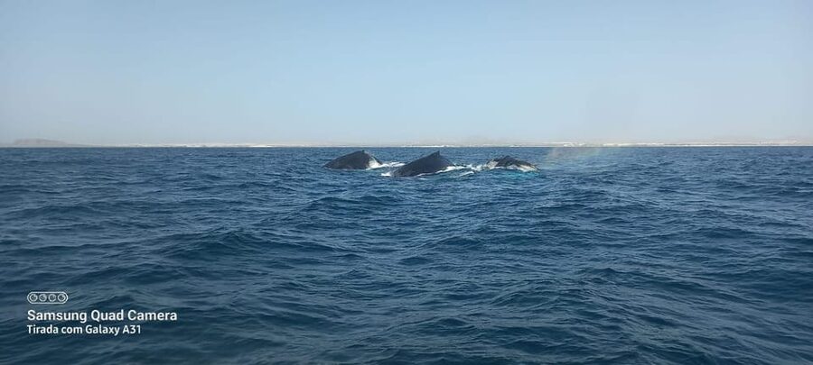 Whale watching tour SEASONAL - Riamars conservation approach matters