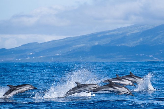 Whale Watching Tour + Vila Franca Islet: Full-day with lunch - What this full-day São Miguel outing actually offers