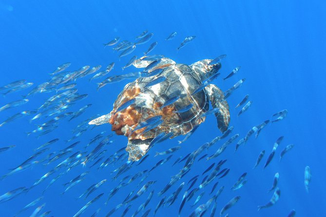 Whale Watching Tour + Vila Franca Islet: Full-day with lunch - Boat comfort, spray, and the open Atlantic
