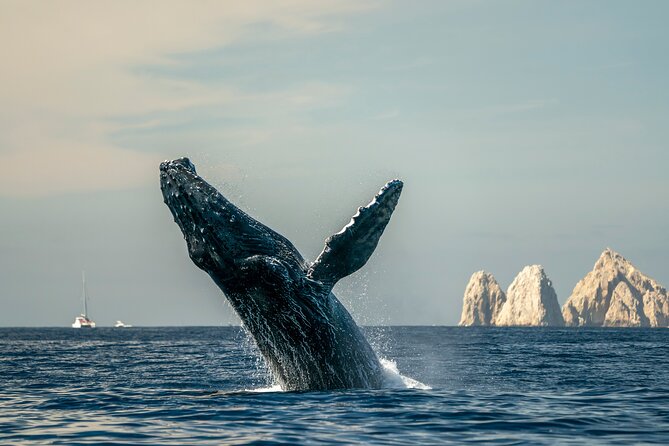 Whale Watching Tour with Arch and Beach in Cabo San Lucas - Passing Cabo’s famous Arch