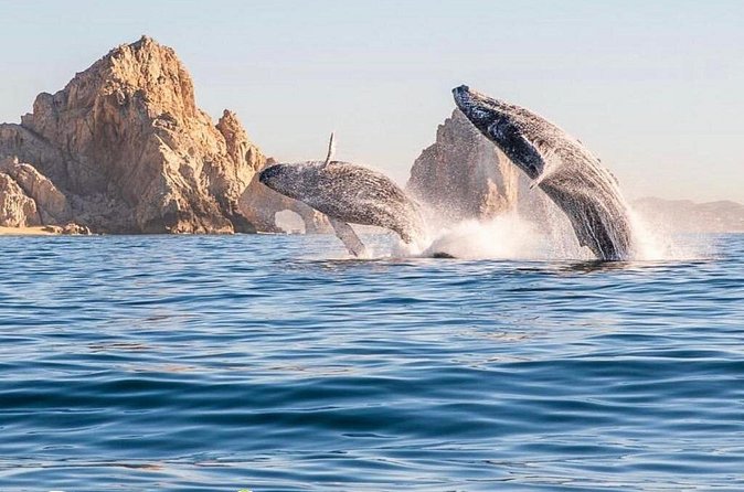 Whale Watching Tour with Arch and Beach in Cabo San Lucas - Lovers Beach and Divorce Beach