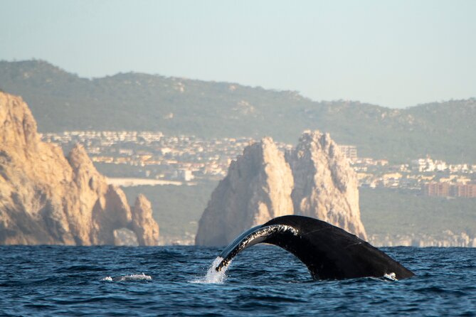 Whale Watching Tour with Arch and Beach in Cabo San Lucas - Boat comfort, safety, and language