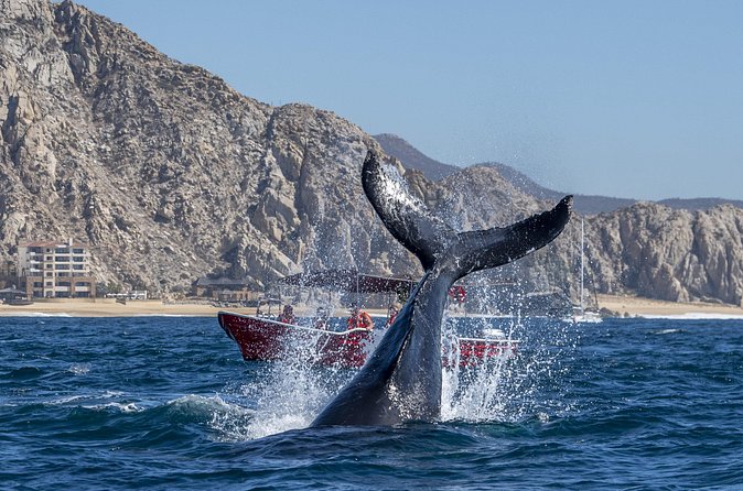 Whale Watching Tour with Arch and Beach in Cabo San Lucas - Is $51.38 a fair price?