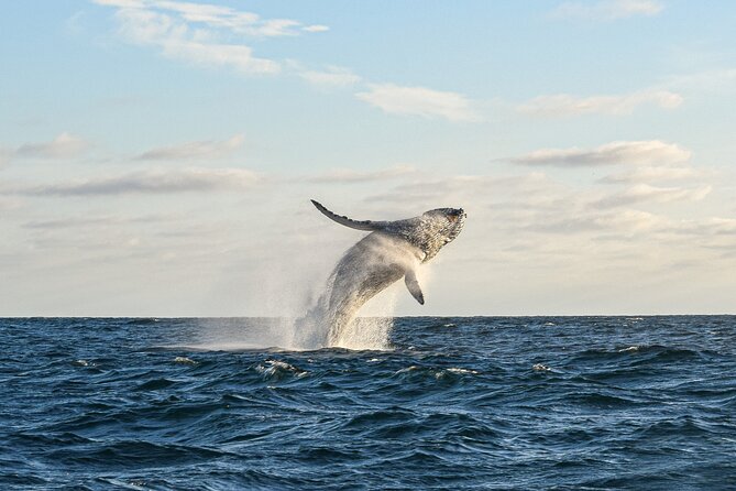 Whale Watching Tour with Arch and Beach in Cabo San Lucas - Starting at Cabo San Lucas Marina