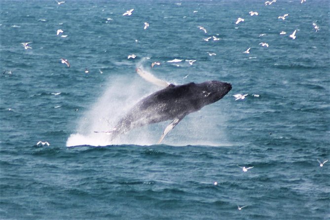 Whale Watching Tour with Professional Guide from Reykjavik - The five things I would know before booking