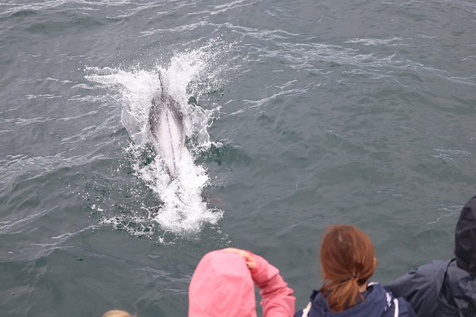 Whale Watching Tour with Professional Guide from Reykjavik - Faxaflói Bay and the search for whales