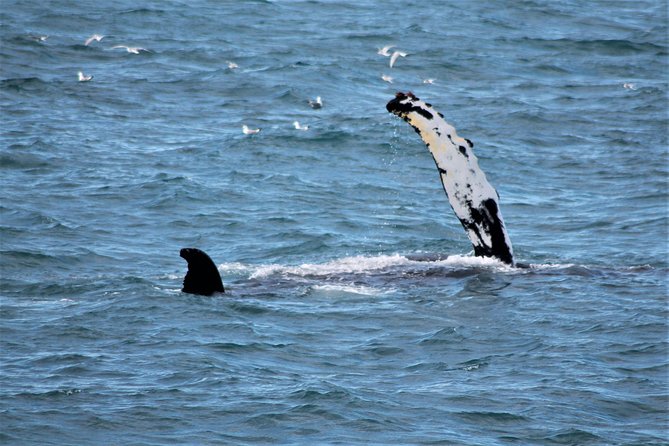Whale Watching Tour with Professional Guide from Reykjavik - The boat, seating, and onboard comfort