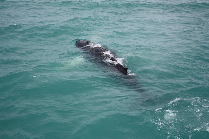 Whale Watching Tour with Professional Guide from Reykjavik - How the guides shape the outing