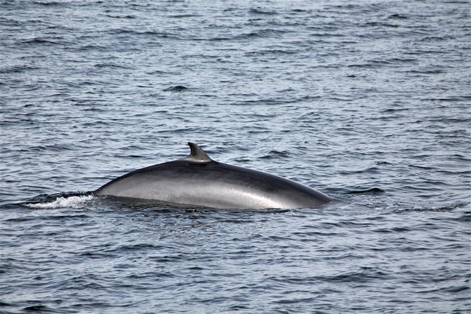 Whale Watching Tour with Professional Guide from Reykjavik - Price and the value of the return option