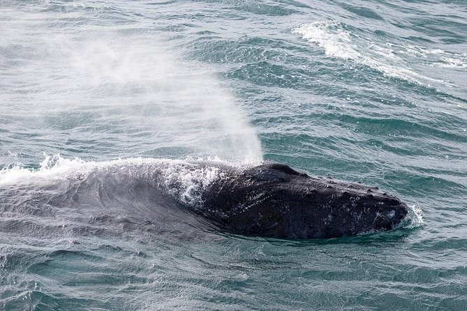 Whale Watching Tour with Professional Guide from Reykjavik - Practical advice for a better day at sea