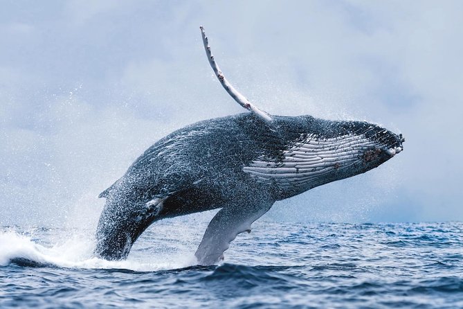 Whale Watching Tour with Professional Guide from Reykjavik - What the scenery adds between sightings