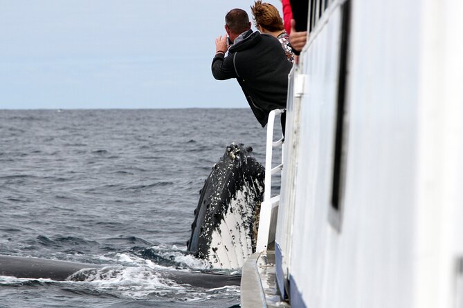 Whale Watching Tour with Spirit of Gold Coast - Key things to know before you go