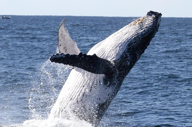 Whale Watching Tour with Spirit of Gold Coast - The first sightings often come quickly