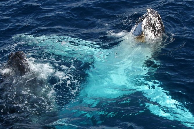 Whale Watching Tour with Spirit of Gold Coast - Upper deck or lower deck: choosing your best view