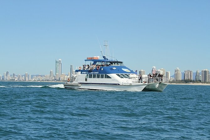 Whale Watching Tour with Spirit of Gold Coast - What the whale guarantee really means