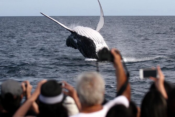 Whale Watching Tour with Spirit of Gold Coast - Is $53.08 good value for nearly three hours?