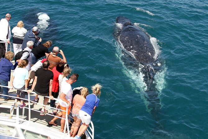 Whale Watching Tour with Spirit of Gold Coast - A realistic look at the wildlife experience