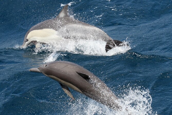 Whale Watching Tour with Spirit of Gold Coast - Timing, cancellations, and practical planning