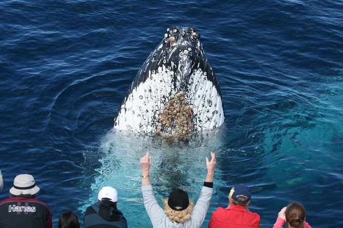 Whale Watching Tour with Spirit of Gold Coast - Marine biology commentary gives the ride purpose