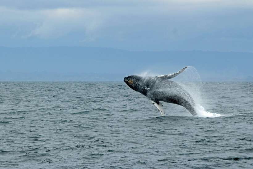 Whale Watching Tour with Transfers - The Early Pickup and Road to the Harbor