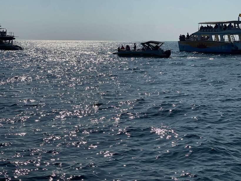 Whale Watching Tour with Transfers - Dolphins, Turtles, and the Rest of the Sea