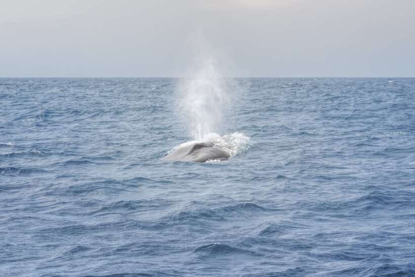 Whale Watching Tour with Transfers - What the Three to Five Hour Cruise Feels Like