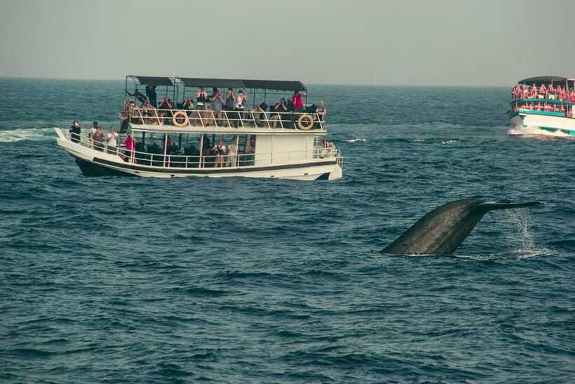 Whale Watching Tour with Transfers - Is $175 a Fair Price?