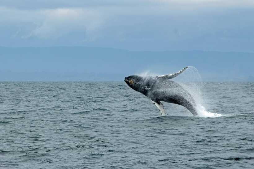 Whale Watching Tour with Transfers - Booking Advice and Practical Timing