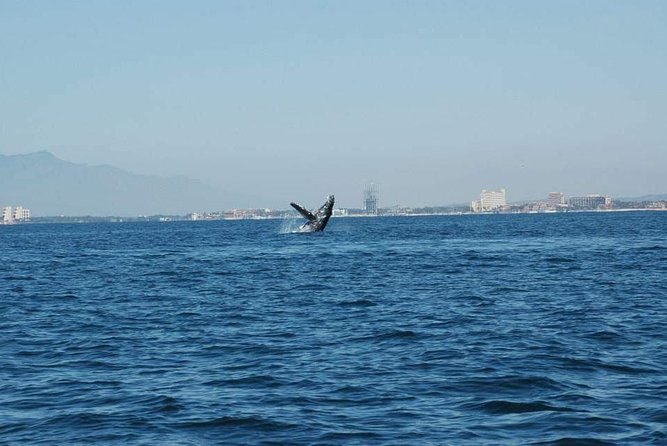 Whale Watching Tour - What three hours on the boat really means