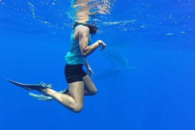 Whale Watching Tours in Bora Bora - What the Tohora Bora Bora experience is really about