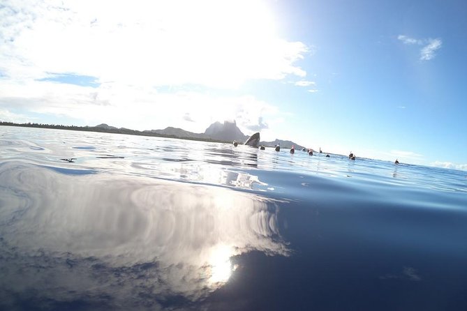 Whale Watching Tours in Bora Bora - Who should book this whale tour